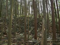 Ogawanakanokoka18.jpg
