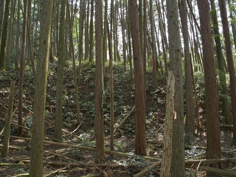 File:Ogawanakanokoka18.jpg