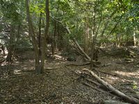 Yagitanba6.jpg