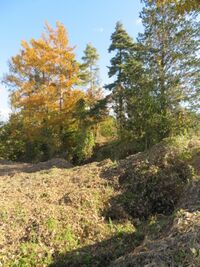 Akagikitajou (5).JPG