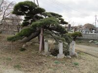 KaiTakedaNobunariYakata (2).JPG