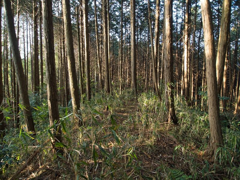 File:Uenokoka19.jpg
