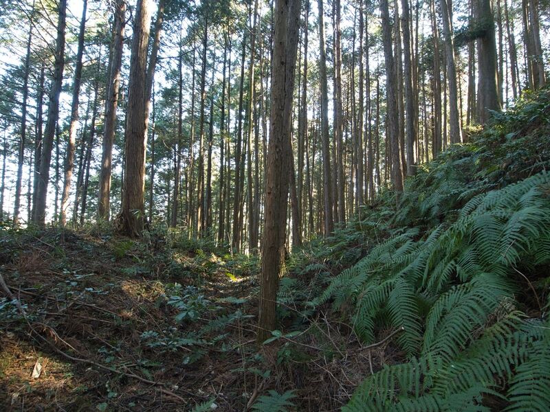 File:Kokashingu19.jpg