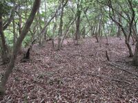 MikawaKoganejou (9).jpg