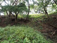 Odawara sogamae32.jpg