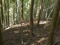 Ogawanakanokoka23.jpg