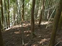 Ogawanakanokoka23.jpg