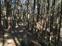 Kokashingushi22.jpg