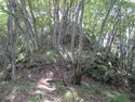 Ohiwajou (15).JPG