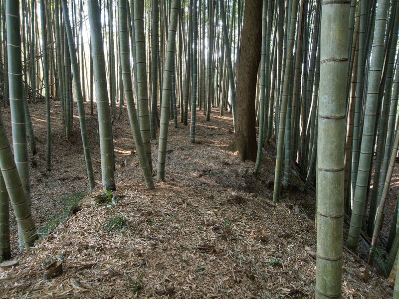 File:Uchikoshikoka7.jpg