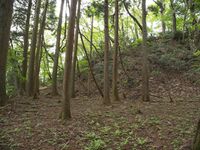 Ichijodani-yamajiro58.jpg