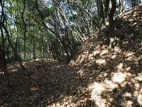 Yamana21.jpg