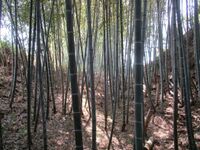Iwazushinjou (3).jpg