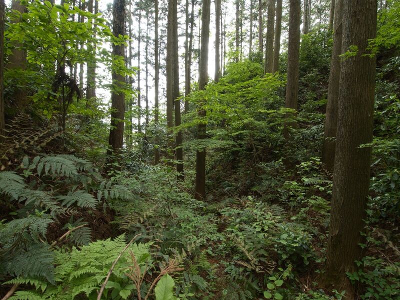 File:Shirahata10.jpg