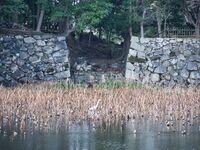 Hikone66.jpg