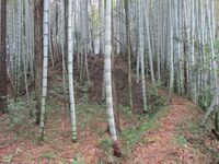 Norisadajou (1).jpg