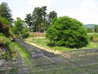 TodorokiYashiki (3).JPG