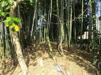 HekikaiNodajou (7).jpg