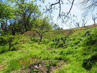 SakurazakaueToride (13).JPG