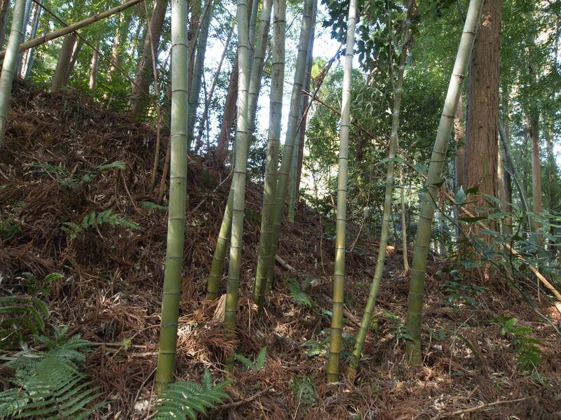 File:Hattori16.jpg
