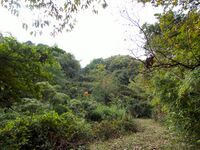 Akitakayama27.jpg