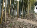 Takenaka27.jpg