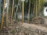 Takenaka27.jpg