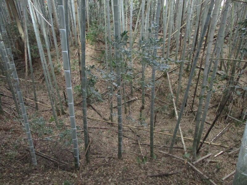 File:IseIchibajou002.jpg