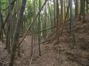 Ogawanishinokoka37.jpg