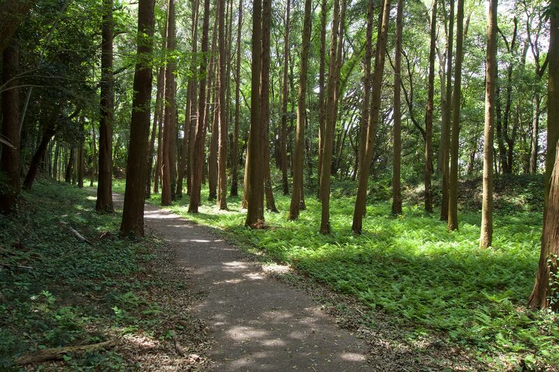 File:Ushiku4.jpg