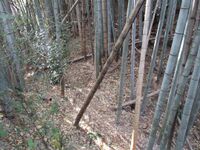 KagohanaToride003.jpg