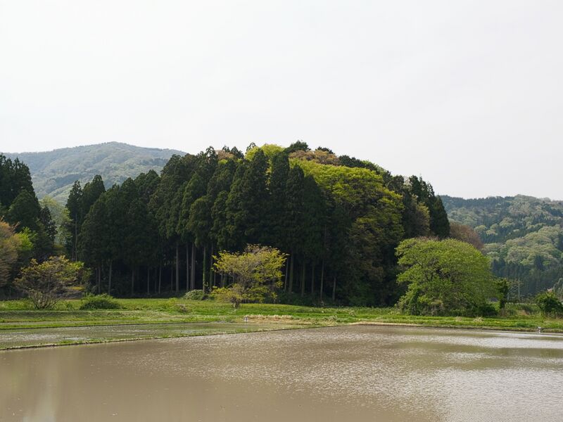 File:Chausuyamashizu1.jpg