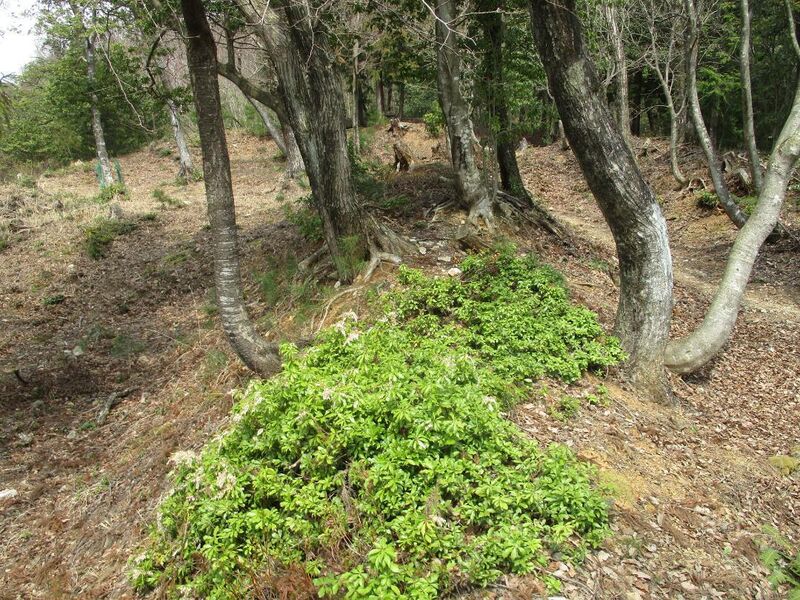 File:OdaniFukujuToride (21).jpg