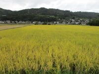 AzumiUyamaYakata (4).JPG