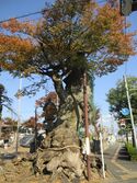 MinochiHirabayashijou (2).JPG