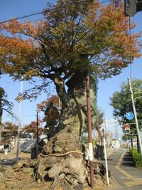MinochiHirabayashijou (2).JPG