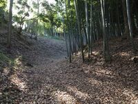 Odawara sogamae18.jpg
