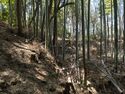 Kokashimoyama10.jpg
