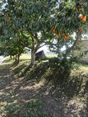 Igawajou (7).JPG