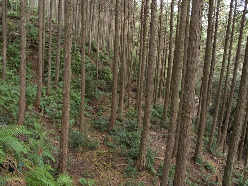 File:Kannosankyoto21.jpg