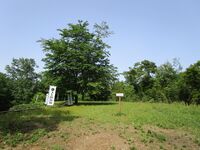 Kukurijou13.1.JPG