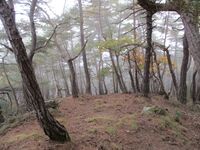 WakamiyaIriyamajou (1).JPG
