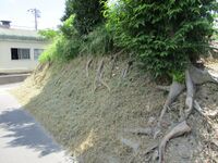 AnshouJinya (4).jpg