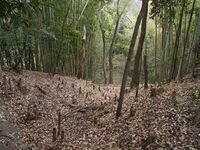 Kaseyamakyoto14.jpg