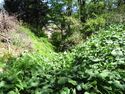 SakurazakaueToride (1).JPG