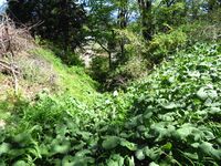 SakurazakaueToride (1).JPG