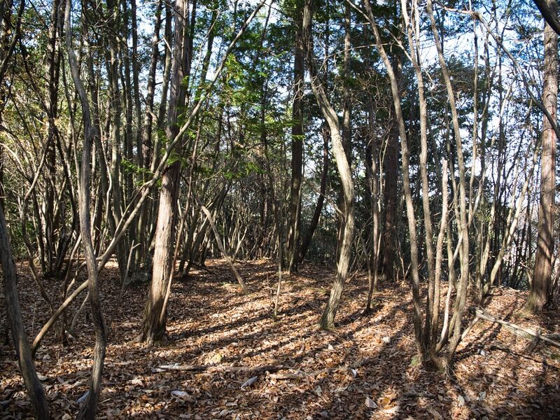 File:Inokurakyoto35.jpg