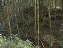 Ogawanakanokoka14.jpg