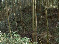 Ogawanakanokoka14.jpg