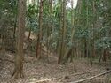 Ogawanishinokoka1.jpg